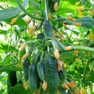 Dưa Chuột Chùm Siêu Quả