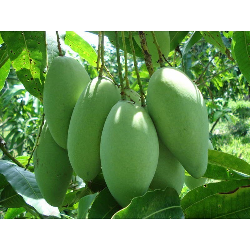 Phân bón vi lượng AC ZINMAC 100ml - Lớn trái Đặc ruột