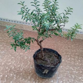 Cây ổi lá rí bonsai