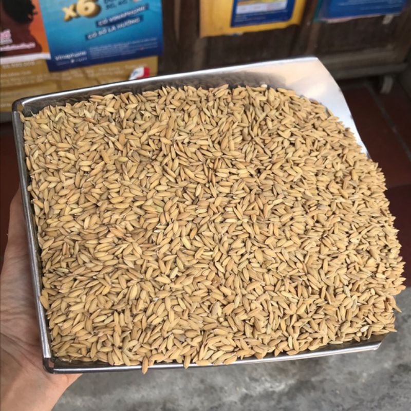 Hạt giống lúa nếp nương túi 500g