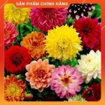 VNUA -  HẠT GIỐNG THƯỢC DƯỢC NHIỀU MẦU GÓI 50 HẠT