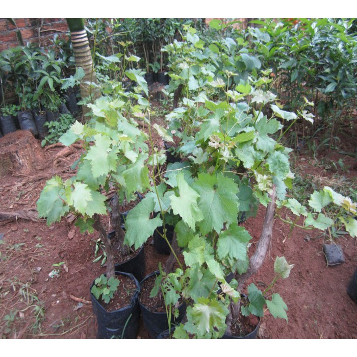 Cây Nho Lùn Pháp 6 Tháng