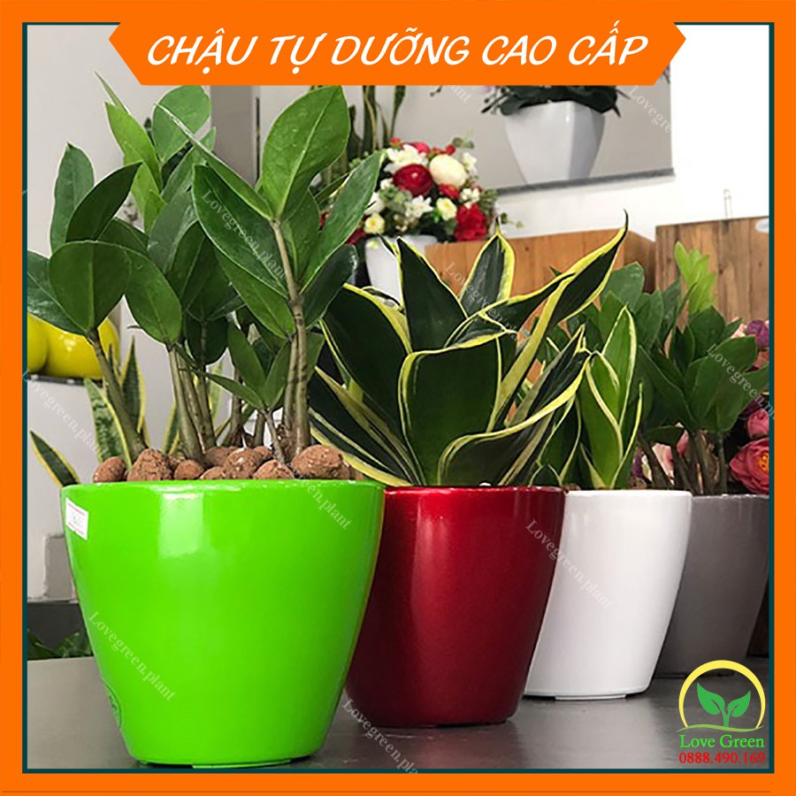 Chậu Sơn Tròn Bầu 💚Trồng Cây Cảnh Hoa Kiểng💚 Để Bàn Làm Việc Tự Dưỡng, Tự Tưới Trang Trí Nội Thất Văn Phòng Nhựa CATLEZA