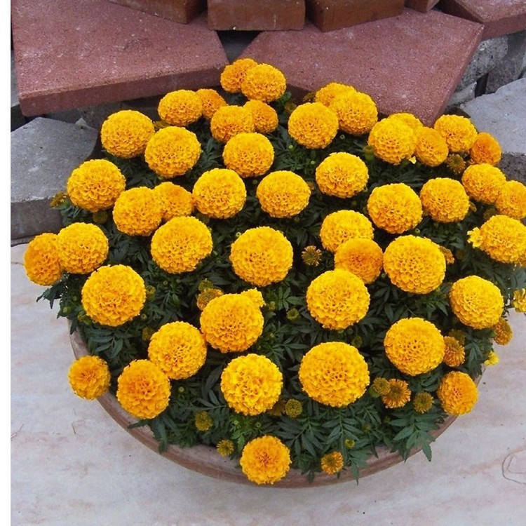 30 Hạt giống Vạn thọ Cam lùn