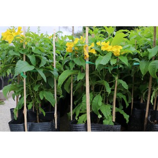CÂY GIỐNG CÂY SÒ ĐO VÀNG( CÂY HUỲNH LIÊN)