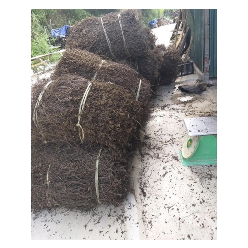 2kg cây thach đen - cây thạch đen cao bằng - cây sương sáo