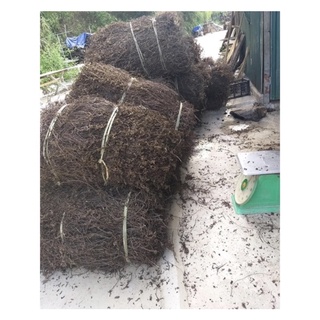 2kg cây thach đen - sương sáo loại 1 - nấu được 25- 28 cân thạch thành phẩm/