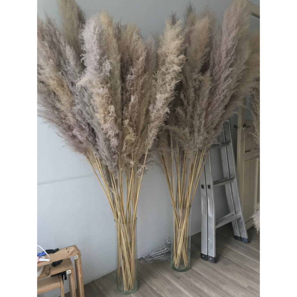 Cỏ lau khô trang trí decor màu tự nhiên ♥️FREESHIP♥️