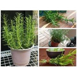 100 hạt giống hương thảo đuổi muỗi