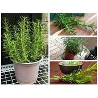 100 hạt giống hương thảo đuổi muỗi