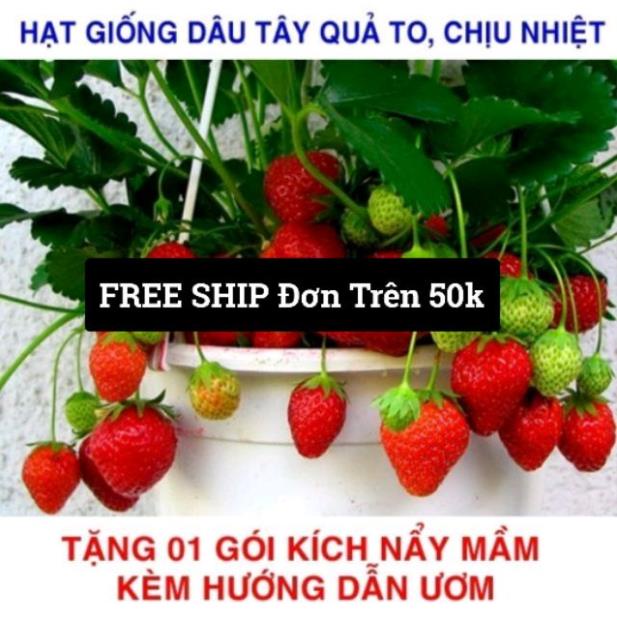 Gói 50 Hạt giống Dâu Tây Quả To, Chịu nhiệt  free ship toàn quốc hạt giống hoa