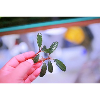 Bucep hàng ngọn điểm hồ (lá cạn)