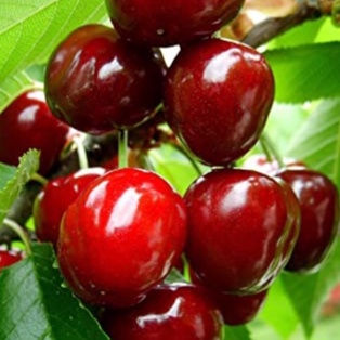 Cây cherry Brazil nhiệt đới dễ trồng chịu nhiệt tốt 1 năm ra quả