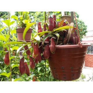 Cây nắp ấm đỏ Mirabilis x Gracilis