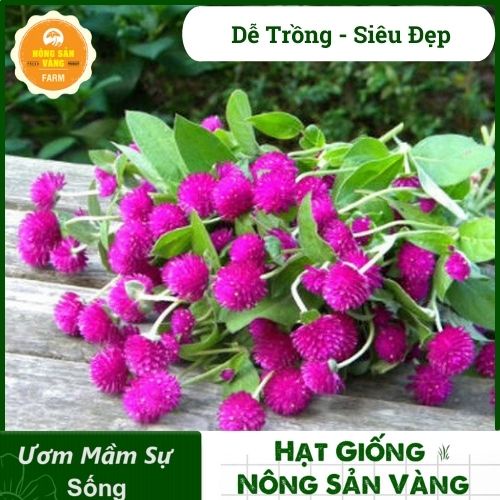 [HCM] Hạt giống Hoa Dễ Trồng, Nhiều Màu, Tỷ Lệ Nảy Mầm Cao, Trồng Được Quanh Năm - Nông Sản Vàng