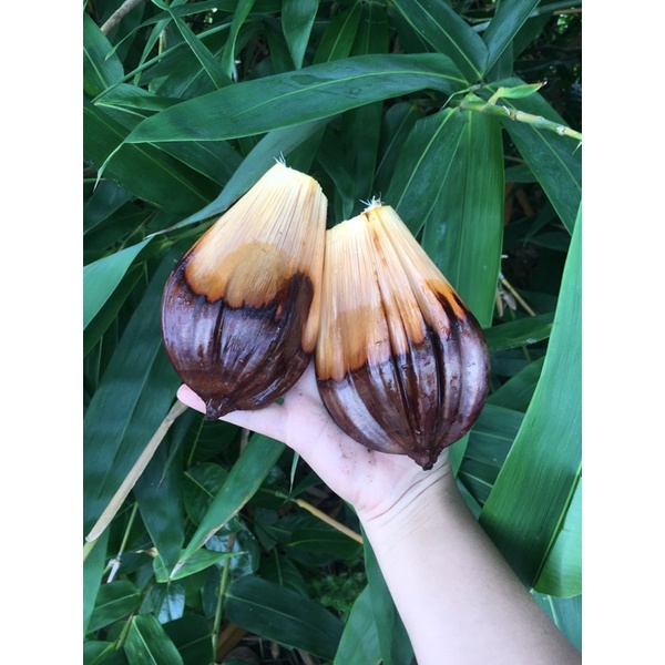 Trái dừa nước 2 trái