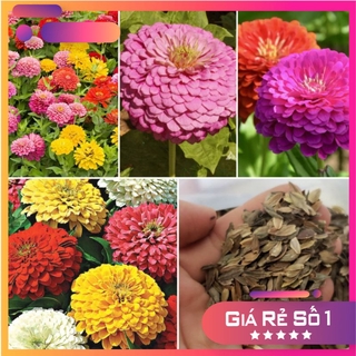 Hạt Giống Hoa Cúc Lá Nhám Kép Mix màu - 100 hạt - HGNK