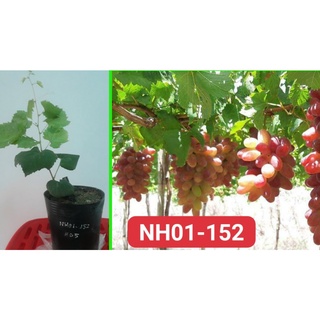 Cây Nho Hồng Ngọc NH01-152 Giống Chuẩn