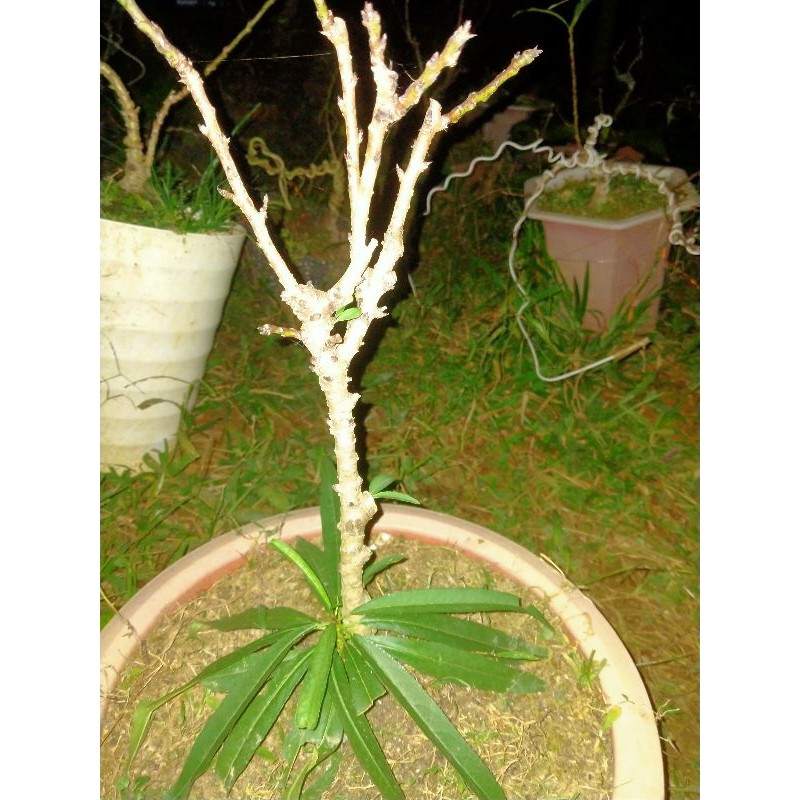 (Mới) Đào thất thốn phai đơn gieo hạt  3 năm tuổi