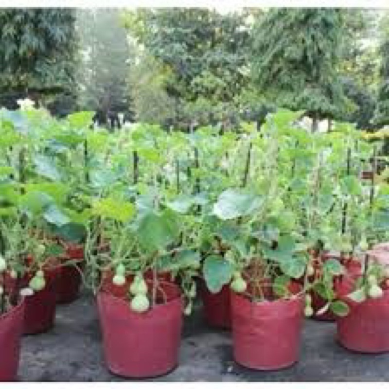 Hạt giống bầu hồ lô mini, tỷ lệ này mầm cao