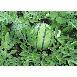 Hạt Giống Dưa Hấu Không Hạt (tặng kèm phân bón)