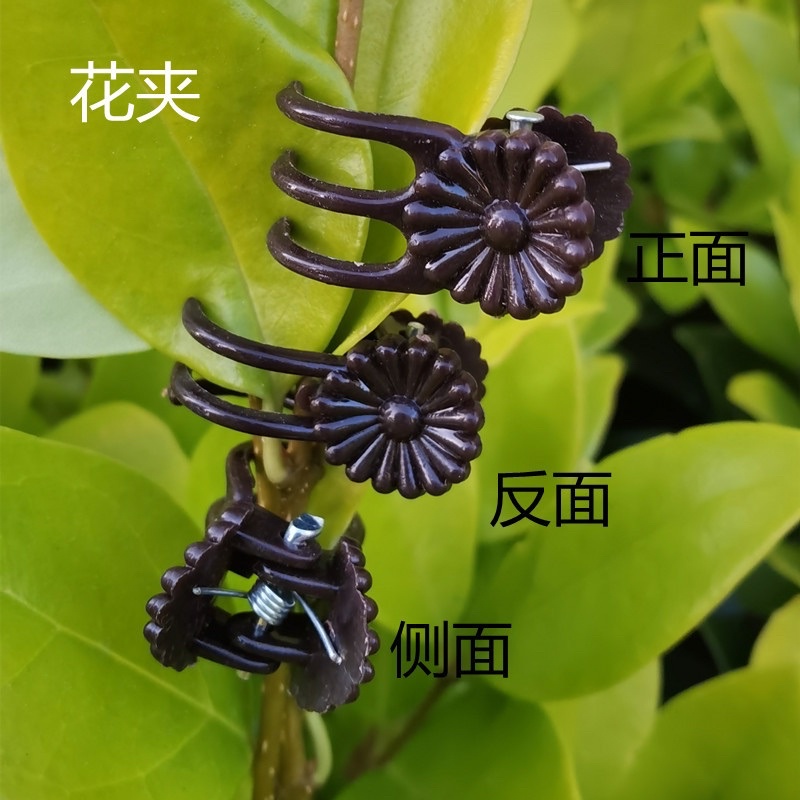 50 kẹp bướm cố định cây