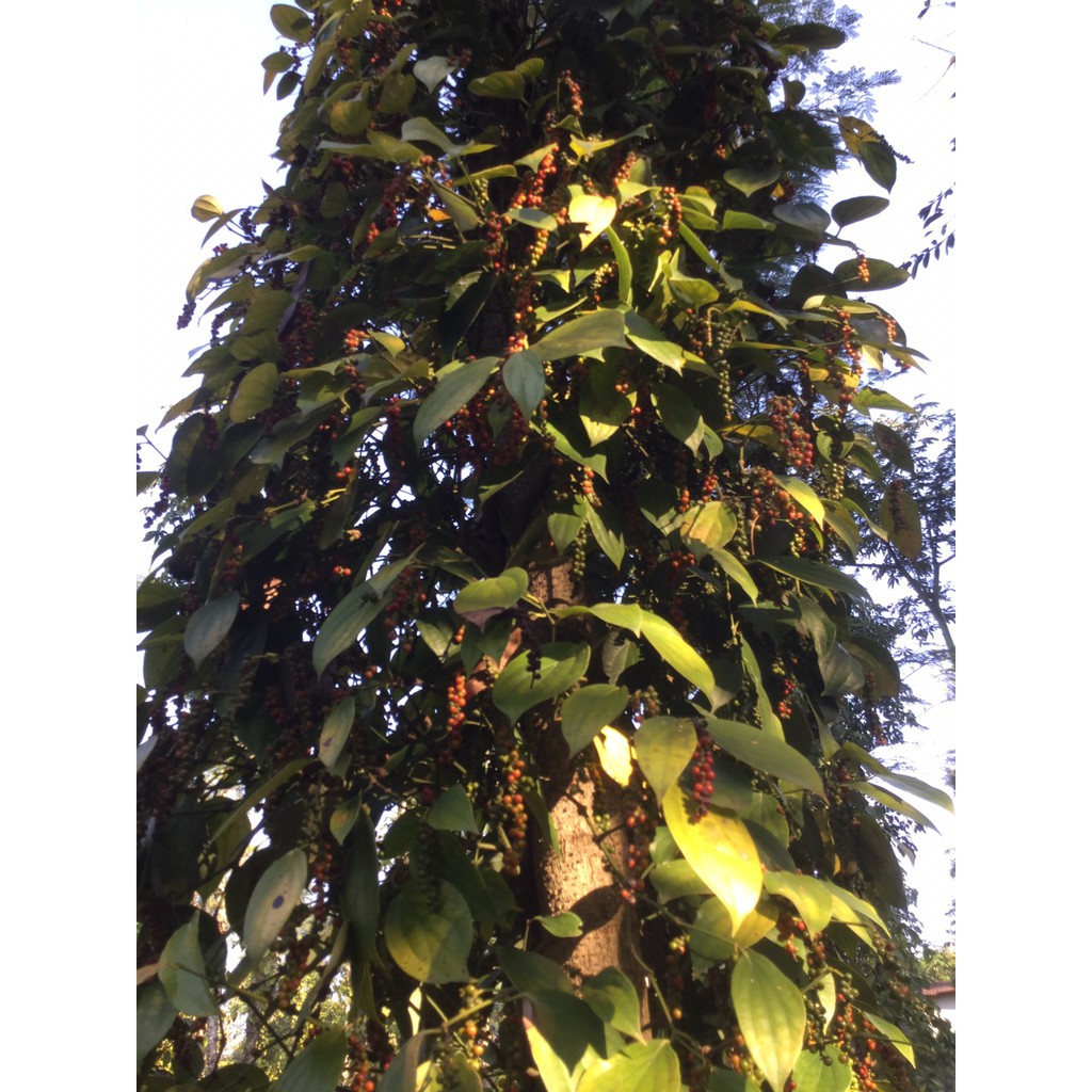 500gr Hạt tiêu sọ mộc DakLak loại ngon