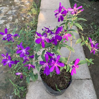 [GIÁ GỐC TẠI VƯỜN] Cây hoa sim tím sai hoa rực rỡ cao 35cm, rất dễ trồng và chăm sóc, thích hợp trồng trang trí sân vườn