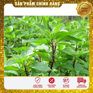 Hạt Giống Húng Quế 2Gram [Bán Sỉ]