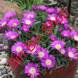 Hạt Giống Hoa Cúc Châu Phi Mix ( 20Hạt)