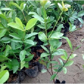 Cây cherry brazil