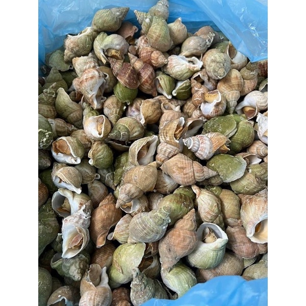 Ốc BULOT pháp 20-30con kg vĩ 500gr (giao tphcm)