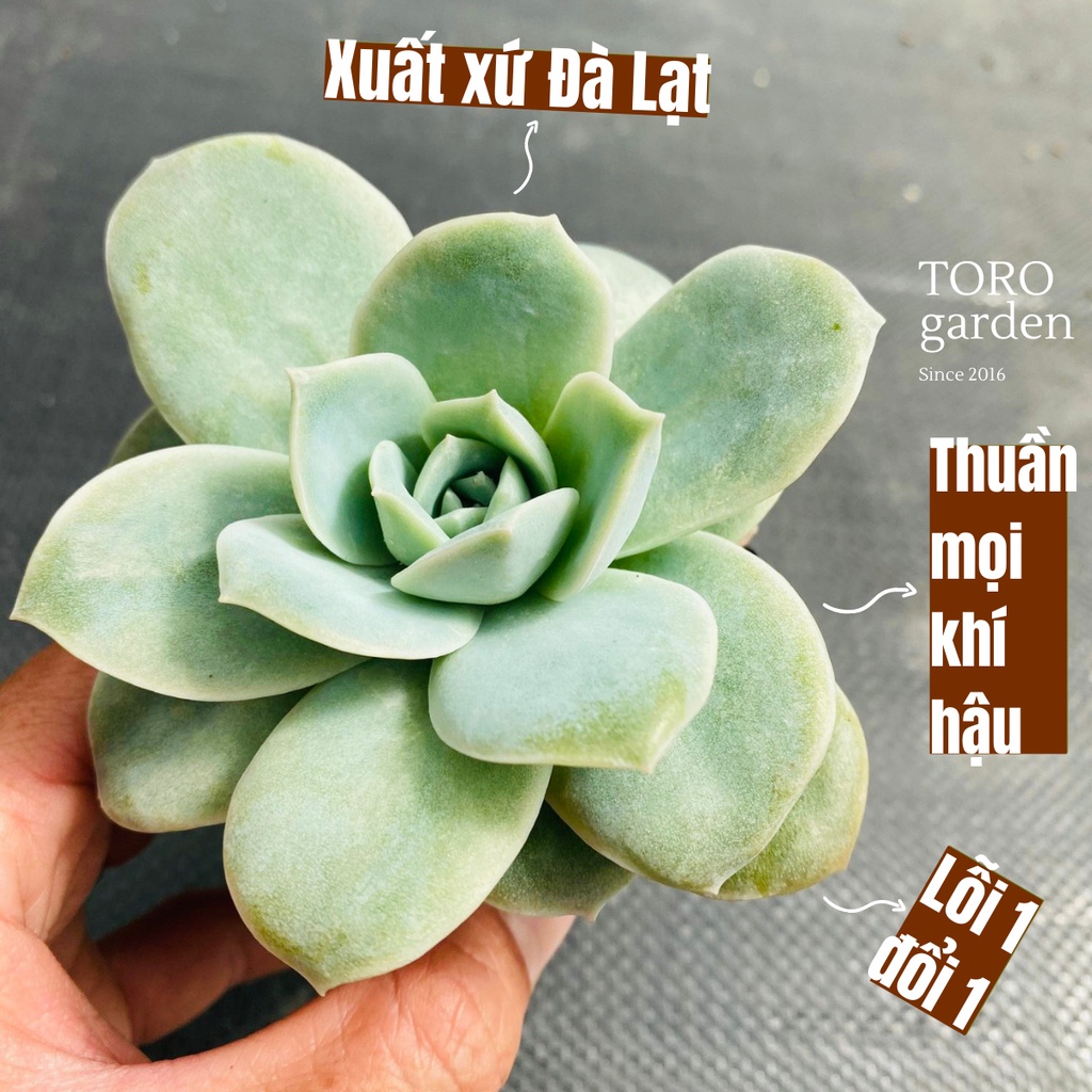 Sen đá hồng hà lan lá lớn Đà Lạt size bé cây cảnh trang trí nhà cửa Toro garden