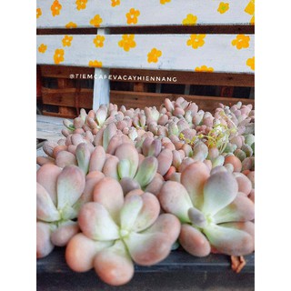 SEN ĐÁ SỎI HỒNG