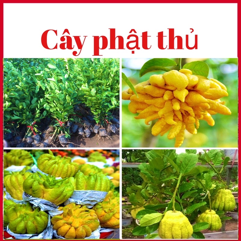 Cây phật thủ ghép cành cao 80-90 cm