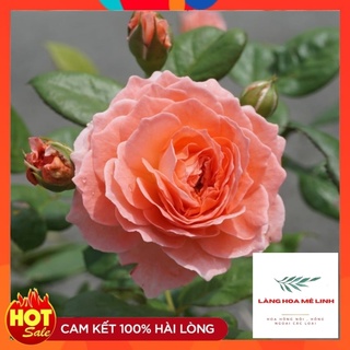 Tree Thân Gỗ Summer Firework Rose[ 🌼MÀU HỒNG CAM BIÊN THIÊN THEO THỜI TIẾT🌼]  -Hoa có form tròn, cánh xếp.