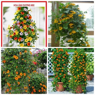 Hạt giống cây dây leo ánh dương mix gói 4 hạt