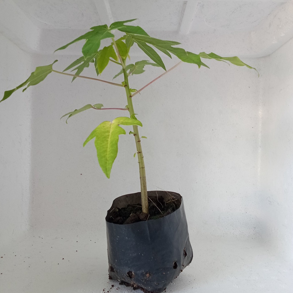 Cây giống đu đủ lùn ,da vàng, siêu trái