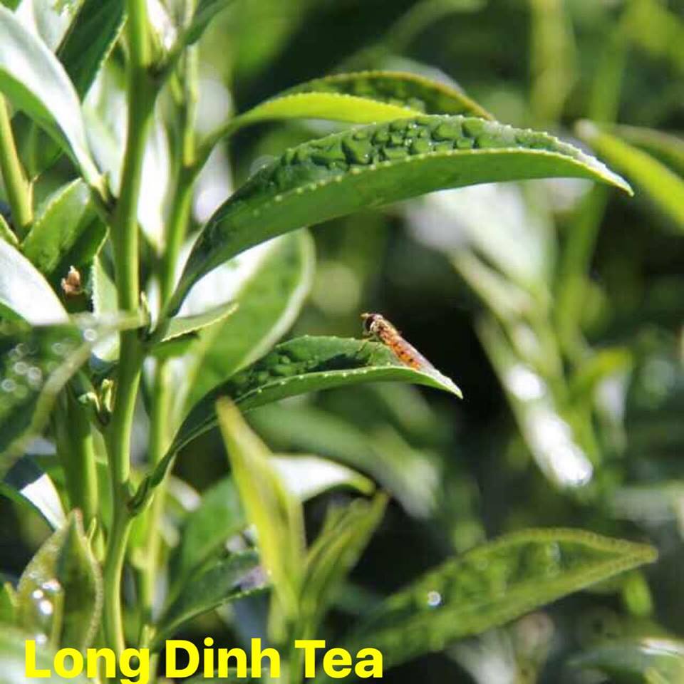 Trà Long Đỉnh - Olong Đông Phương Mỹ Nhân
