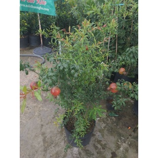 Lựu ấn độ cao 1m2☆☆☆☆☆