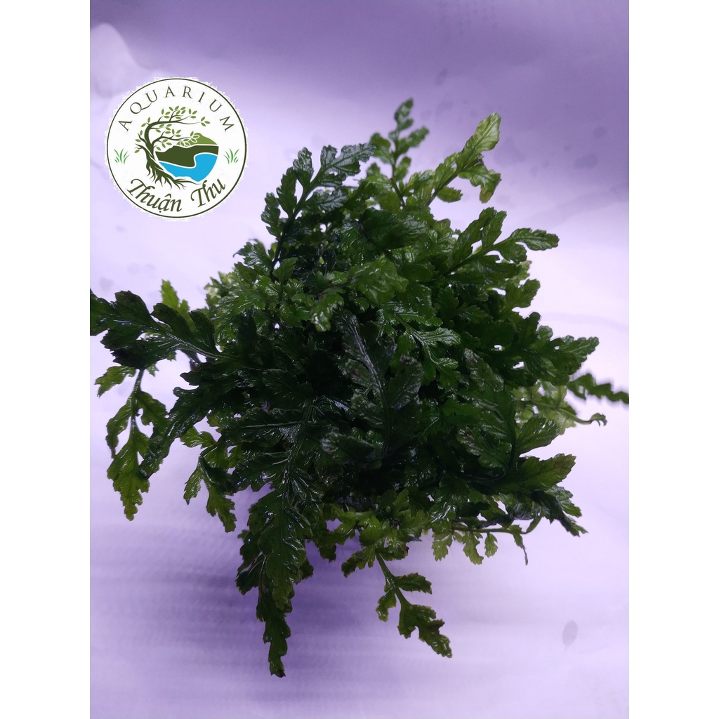 Dương Xỉ Châu Phi_Dương xỉ Châu Phi Mini trang trí bể thủy sinh, biotop, bán cạn