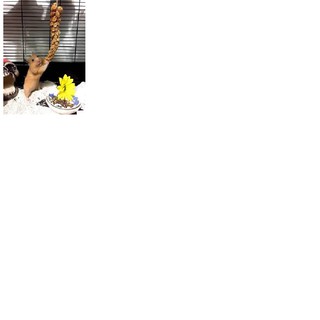 Kê chùm cho hamster ( 5 chùm )
