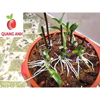 Phân Bón Siêu Kích Rễ N3M - Chai 500GR