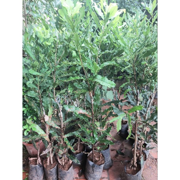 CÂY GIỐNG MẮC CA GHÉP CAO 80-1 MÉT