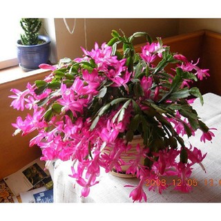 Hoa lan càng cua – cây TIỂU QUỲNH -Hoa đẹp độc đáo hàng cây giống