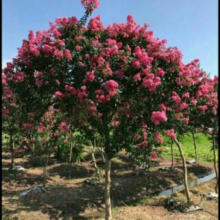 Cây hoa tường vi