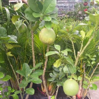 Cây bưởi da xanh trồng chậu