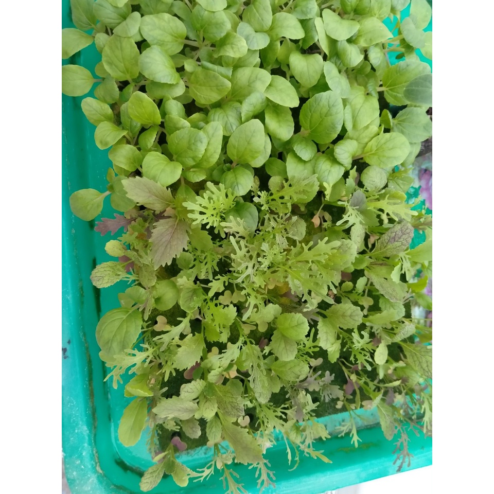 Bộ 5 Tấm  Mút thủy canh ươm hạt có lỗ mỗi tấm 96 Viên