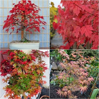 Hạt giống cây phong lá đỏ 10 hạt - TẶNG kèm 5 viên nén ươm hạt - DC