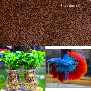 Hạt giống thủy sinh Betta halfmoon đa sắc tặng cám